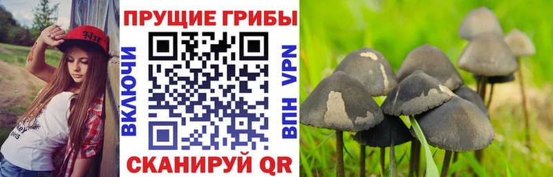 где продают наркотики  Пойковский  Псилоцибиновые грибы мицелий 